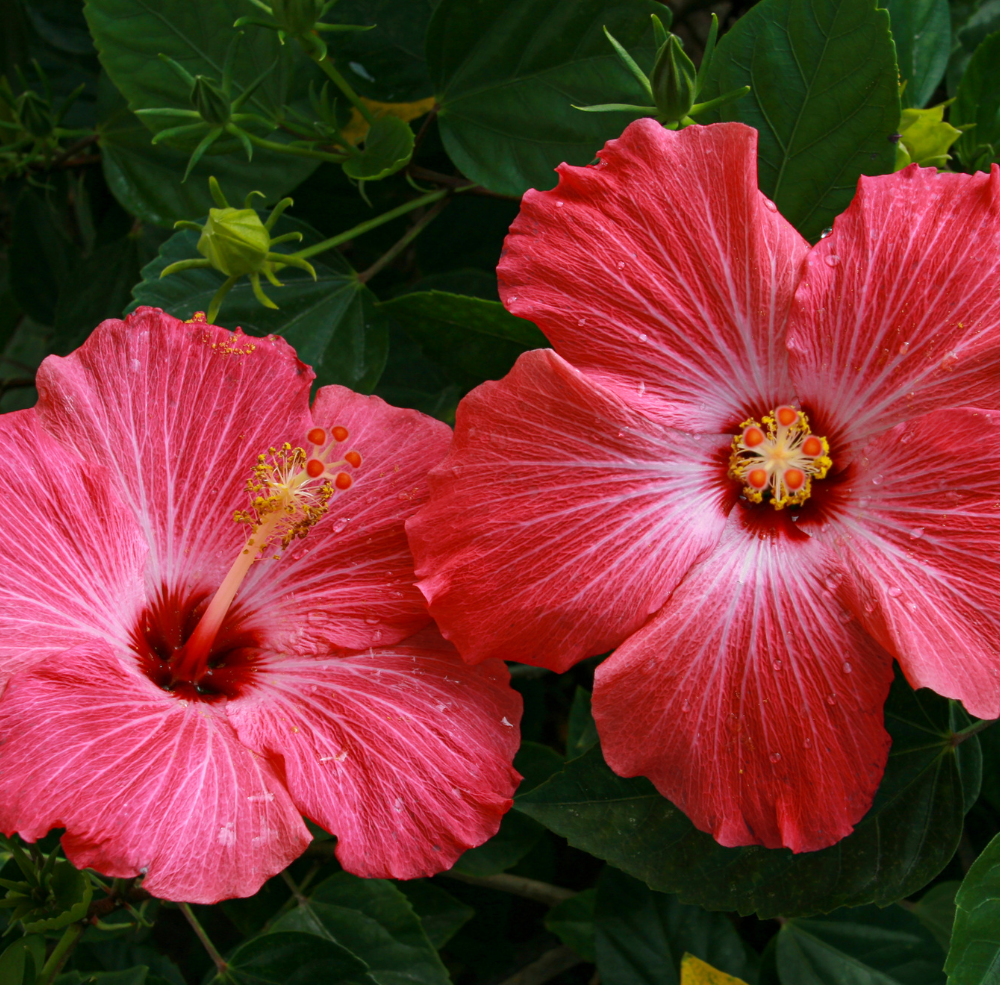 pink hibiscus flowers
