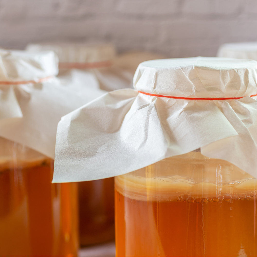 kombucha scoby