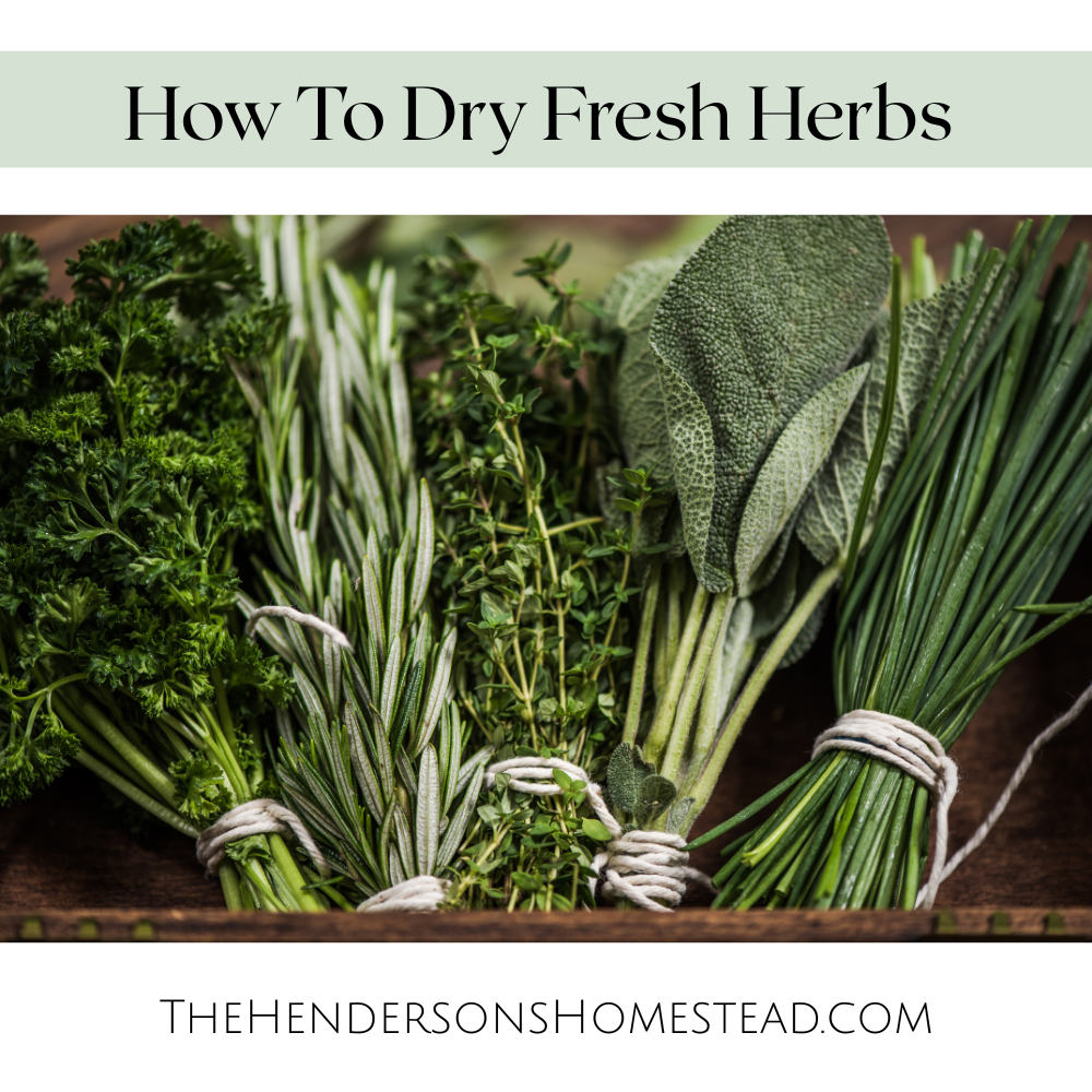 drying fresh herbs 