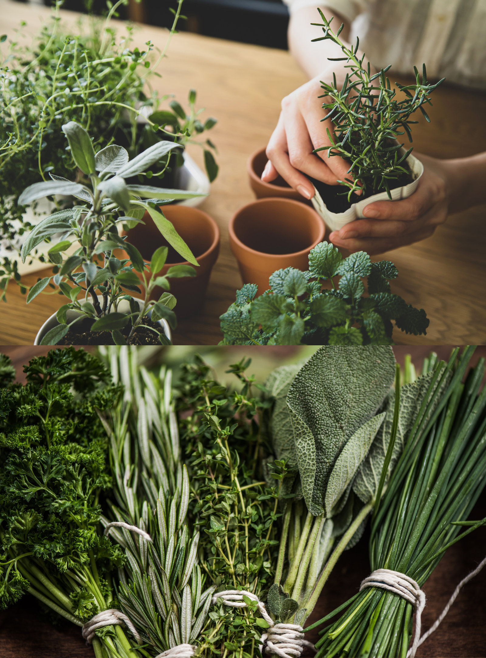 The Best Beginner's Guide to Growing an Herb Garden - The