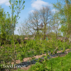 fruit trees vegetable garden