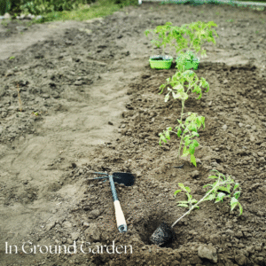 garden growing in the ground