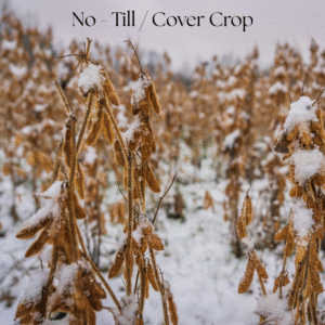 no till cover crop garden