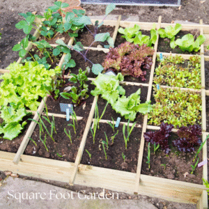 raised garden bed planned out to square foot