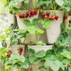 strawberries growing in stackable containers