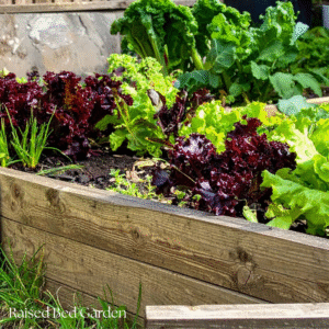 raised vegetable garden 