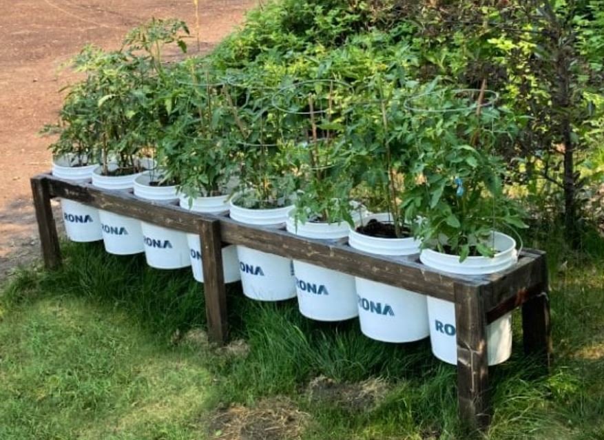 5-gallon bucket planter