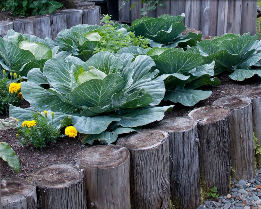 log raised bed