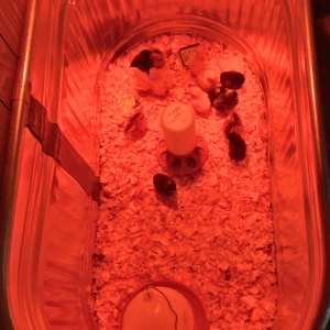 baby chick brooder