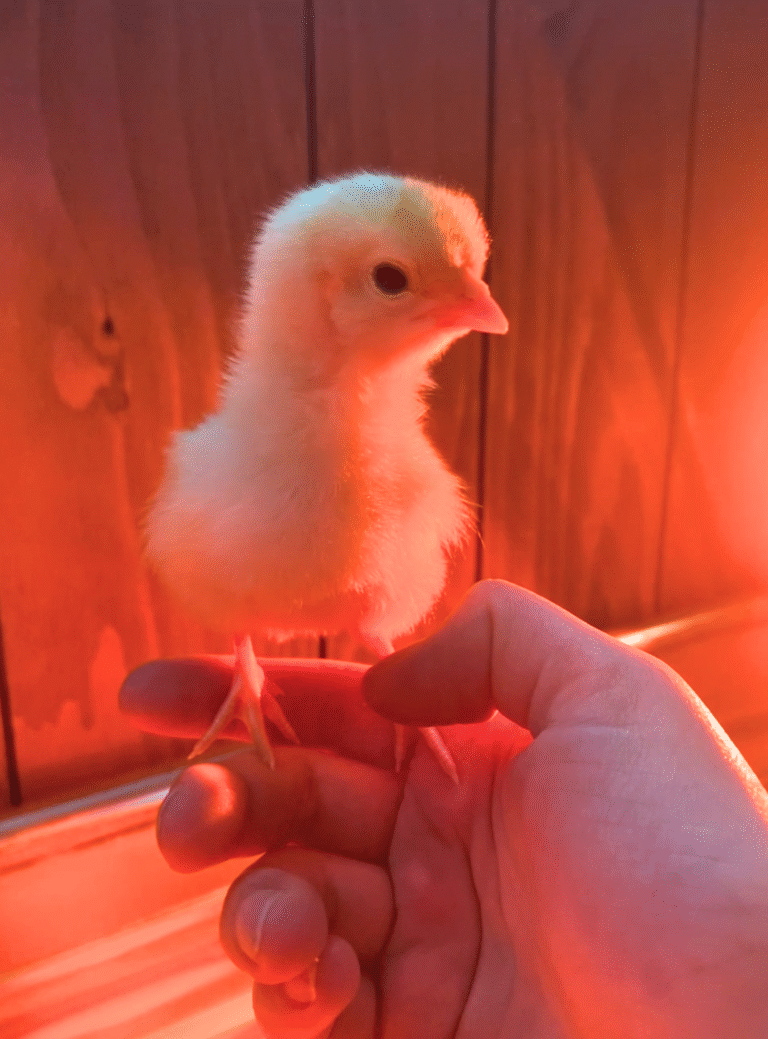 how to care for baby chicks