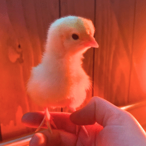 caring for a baby chick how to care for baby chicks