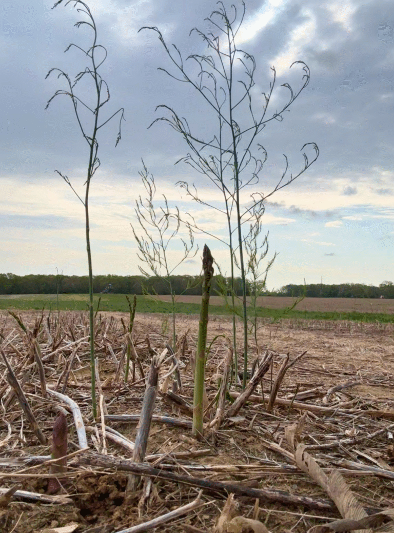 Harvest Highlights: Everything You Need to Know About Asparagus (Easy Recipe)