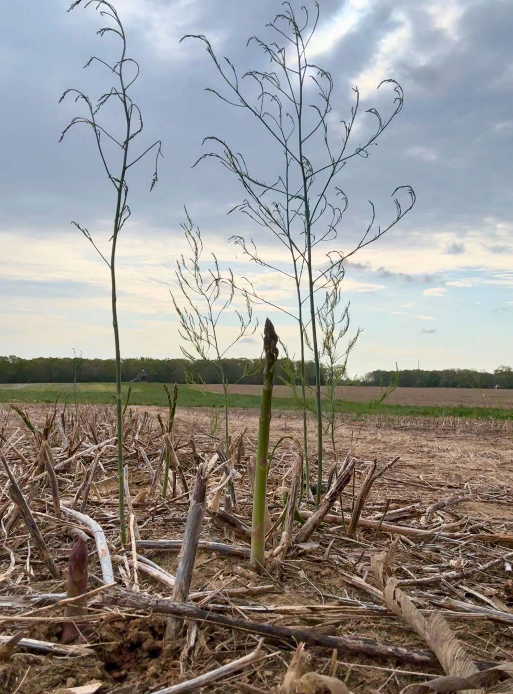 Harvest Highlights: Everything You Need to Know About Asparagus (Easy Recipe)