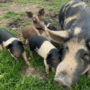 pasture raised pig