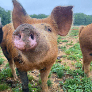 pasture raised pig