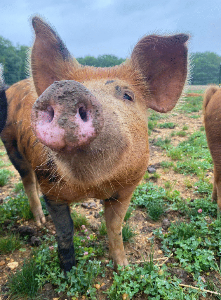 pasture raised