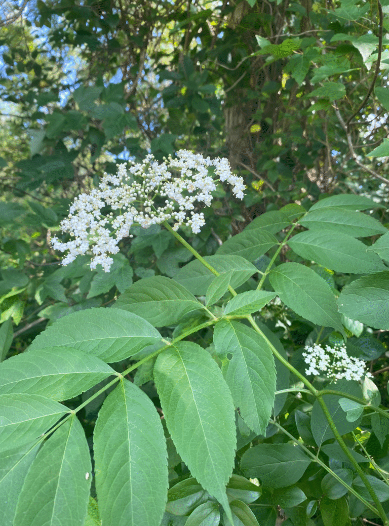 How to Make Elderflower Cordial (Easy Homemade Recipe)