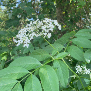 elderflower (2)