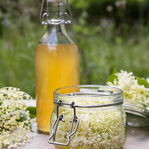 elderflower